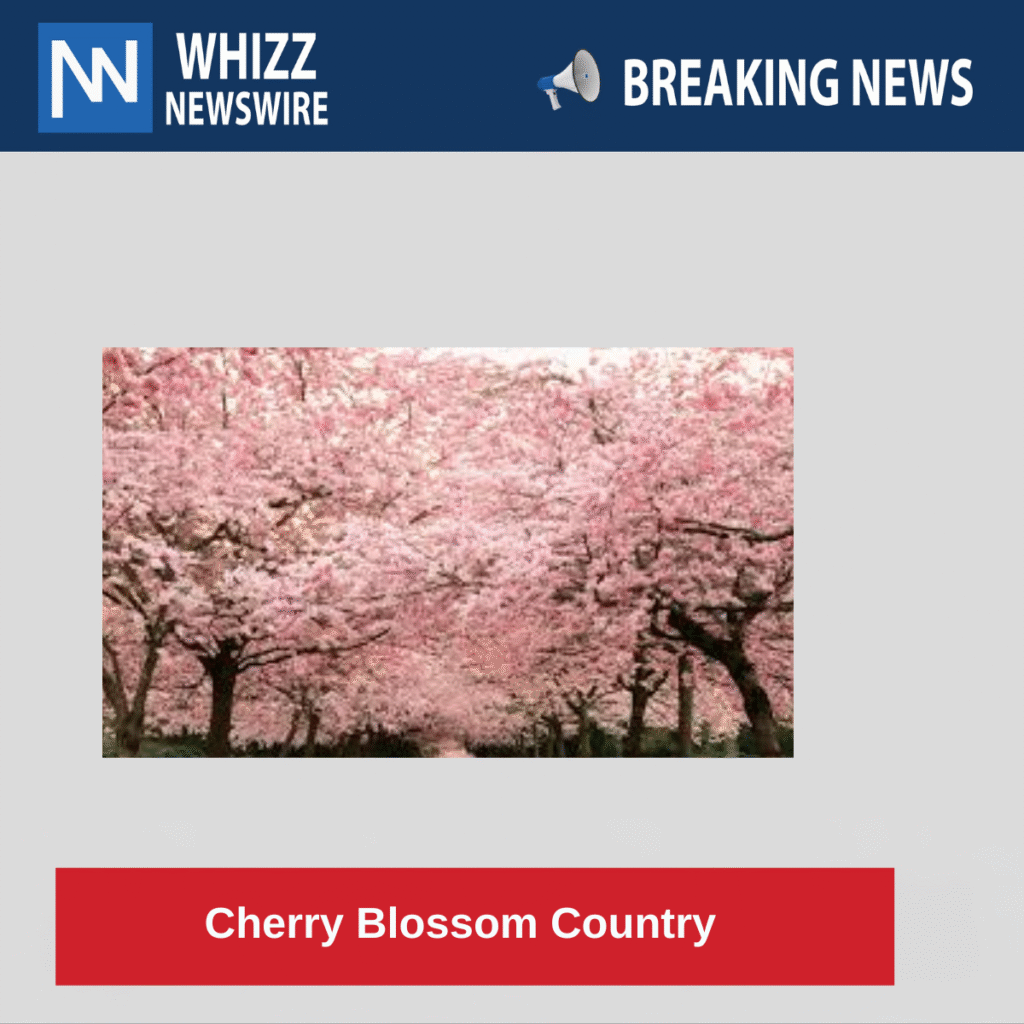 Cherry Blossom Country