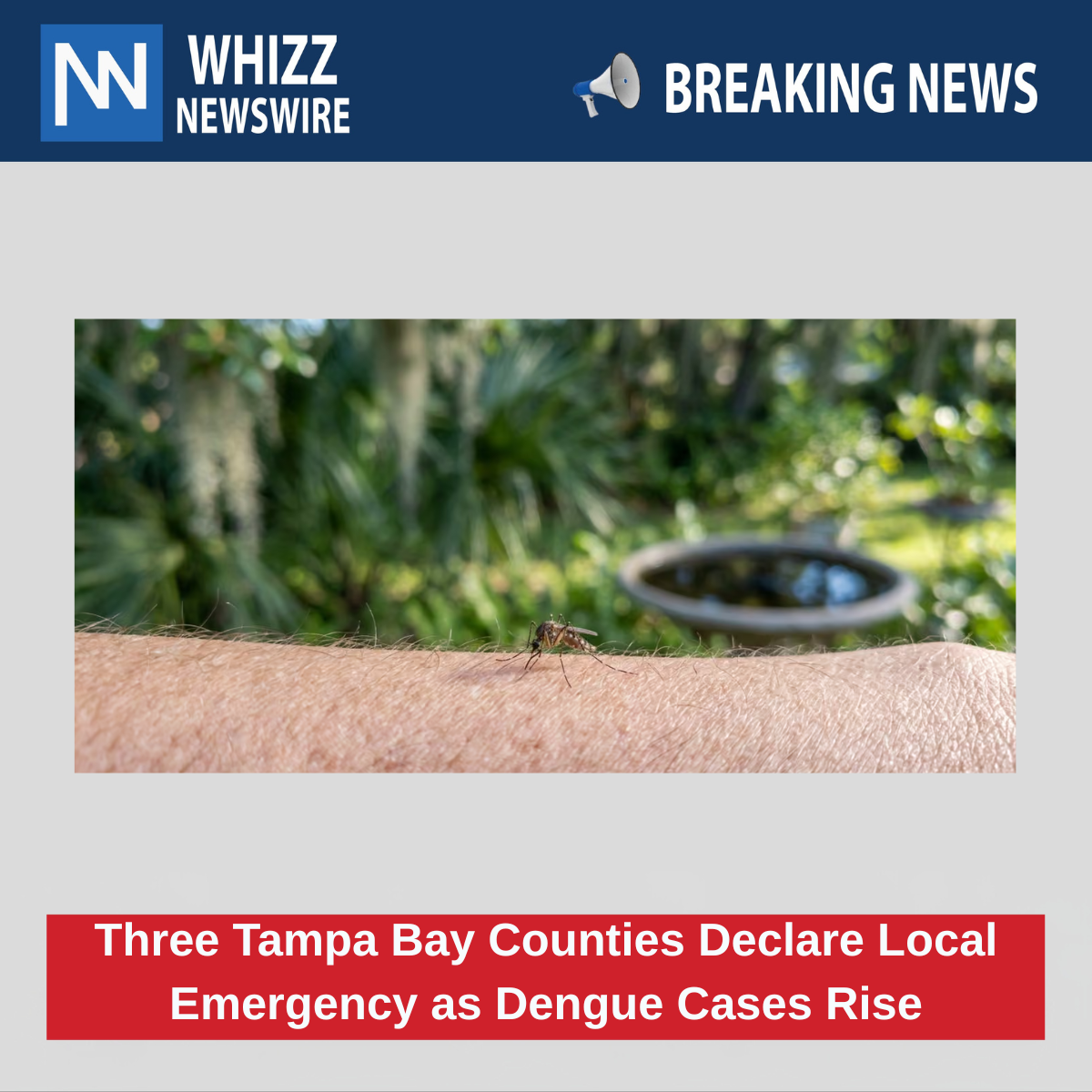 Three Tampa Bay Counties Declare Local Emergency as Dengue Cases Rise